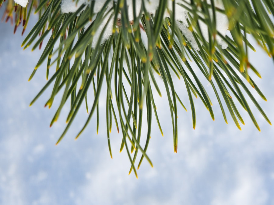 Photo: Pine Leaves with Snow