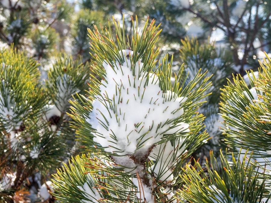 Photo: Pine Leaves Covered in Snow