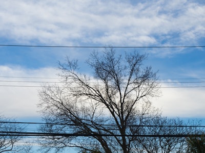 Tree Branches Over Blue Sky and Clouds