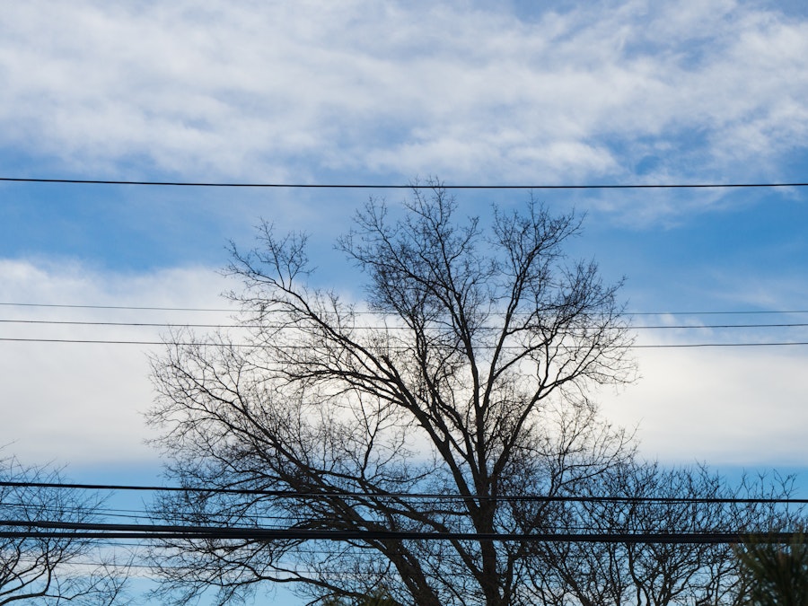 Photo: Tree Branches Over Blue Sky and Clouds