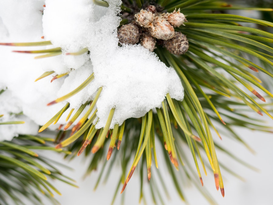 Photo: Pine Leaves Covered in Snow