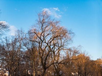 Tree Branches - A group of trees with no leaves in a park under blue skies 