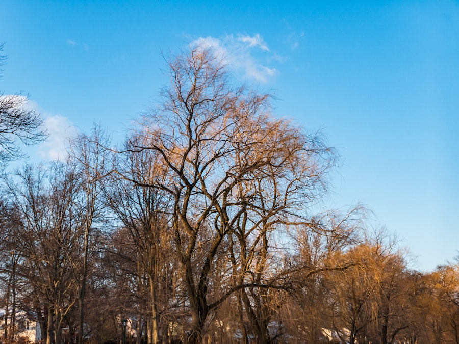 Photo: A group of trees with no leaves in a park under blue skies 