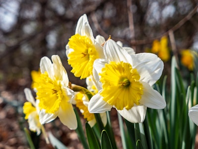 White and Yellow Daffodils - A group of white and yellow flowers in a garden 