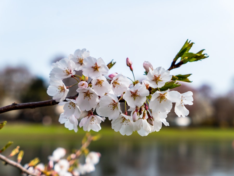 Photo: A close up of a branch with white flowers in front of a pond in a park 