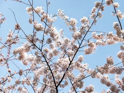 Cherry Blossoms Under Blue Sky - A tree with white cherry blossom flowers under a blue sky 
