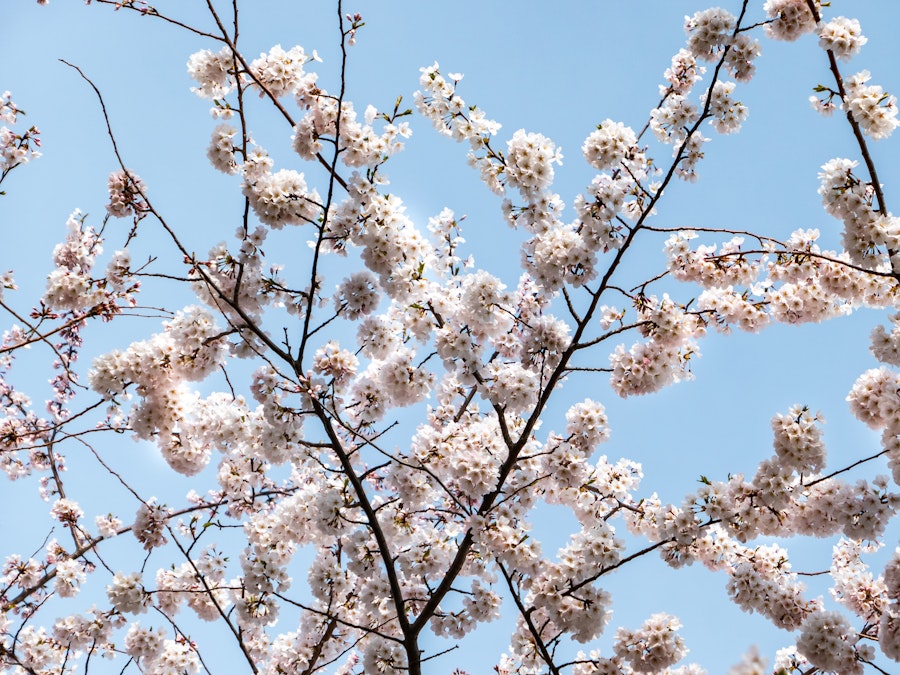 Photo: A tree with white cherry blossom flowers under a blue sky 