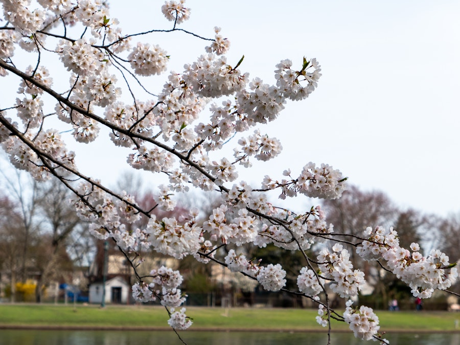 Photo: A tree branch with white cherry blossom flowers in a park