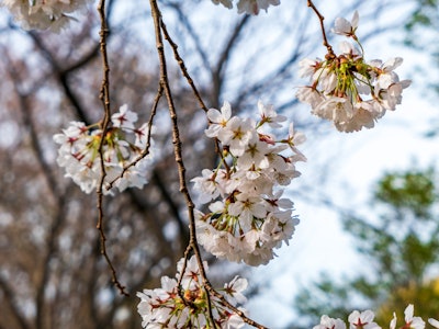 Cherry Blossoms in Park - A close up of a tree branch with white cherry blossom flowers