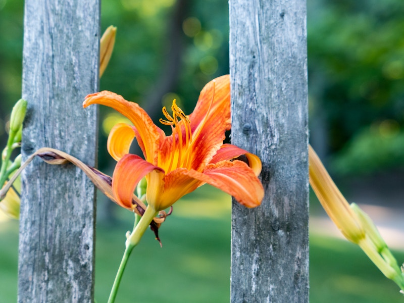 Photo: An orange flower on a wooden fence