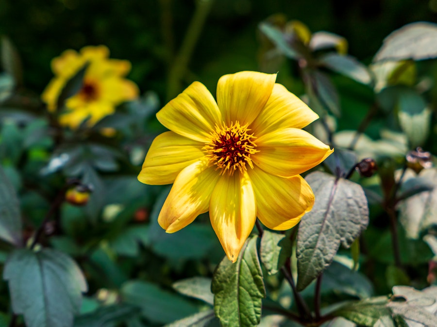 Photo: A focused yellow flower with green leaves in a garden