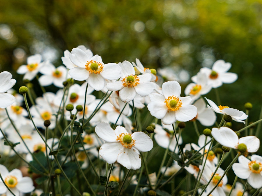 Photo: A group of focused white and yellow flowers in a garden