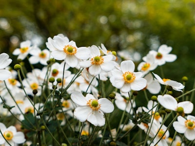 White and Yellow Flowers - A group of focused white and yellow flowers in a garden