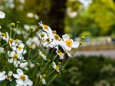 White and Yellow Flowers in Garden - A group of white and yellow flowers focused on a park garden