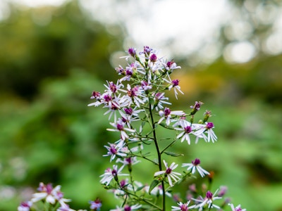 White and Pink Flowers in Garden - A focused close up of pink and white flowers in a garden with a blurred background 