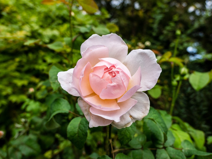 Photo: A focused pink flower in a garden with green leaves blurred in the background 