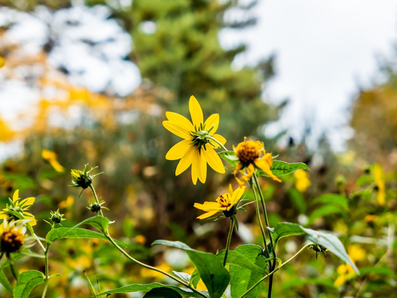 Photo: A yellow flower on a plant in focus in front of a blurred garden background 