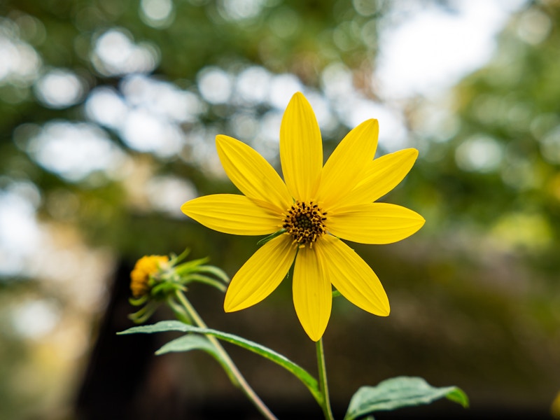 Photo: A yellow flower with a brown and black center in a garden surrounded by blurred trees in the background