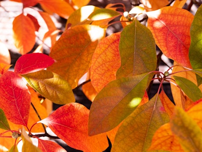 Red and Orange Fall Leaves - A close up of red and orange leaves