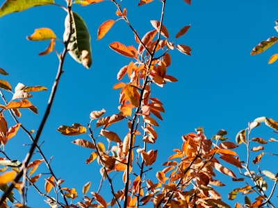 Fall Leaves on Branches - A tree with red and orange leaves under blue sky