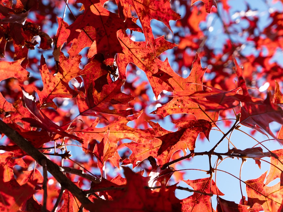 Photo: Red leaves and black branches on a tree