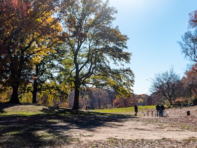 People in Park with Trees and Grass - A group of people walking in a park surrounded by trees