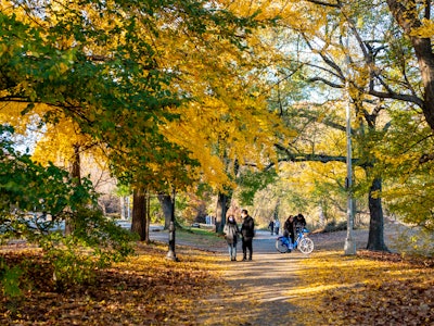 People in Park with Fall Trees and Leaves - People walking on a path with fall trees and other people around them