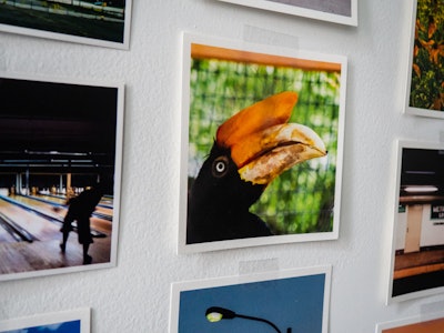 Photo Prints on Wall - A wall with pictures on it, including a bird, bowling, and a subway station 