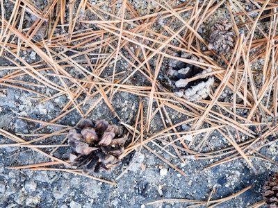 Pine Leaves and Pine Cones on Cement