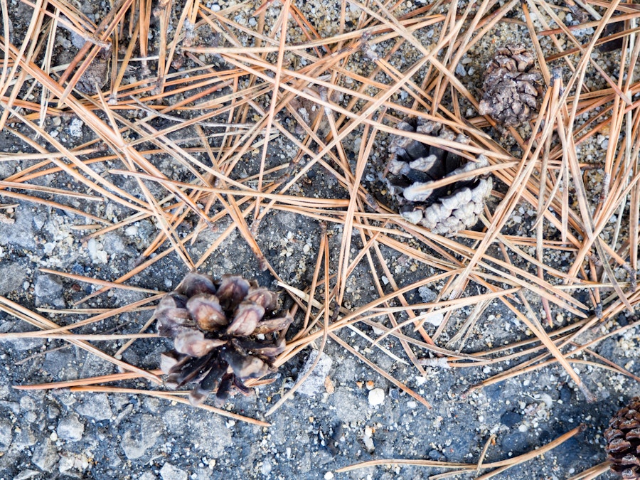 Photo: Pine Leaves and Pine Cones on Cement