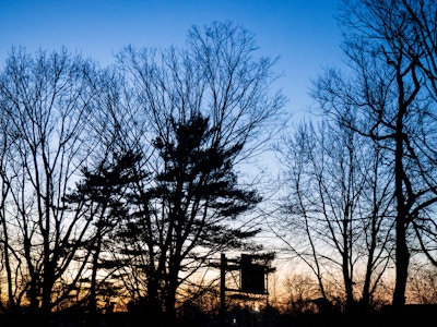 Silhouetted Trees in Sunset - A group of trees silhouetted in the sunset