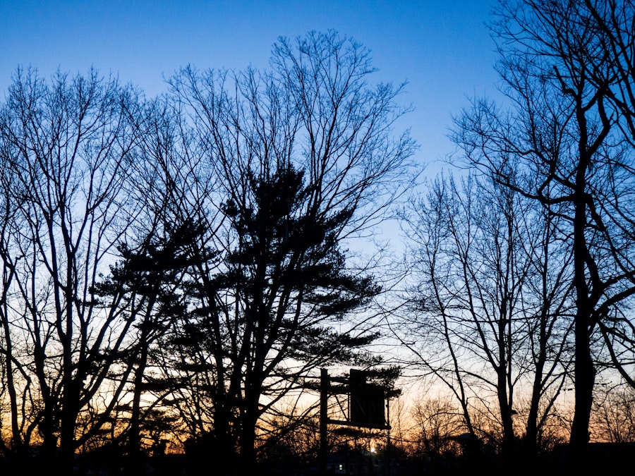 Photo: A group of trees silhouetted in the sunset
