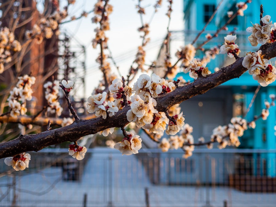 Photo: A tree branch with white cherry blossom flowers in a park