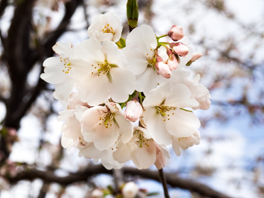 Photo: Cherry Blossoms