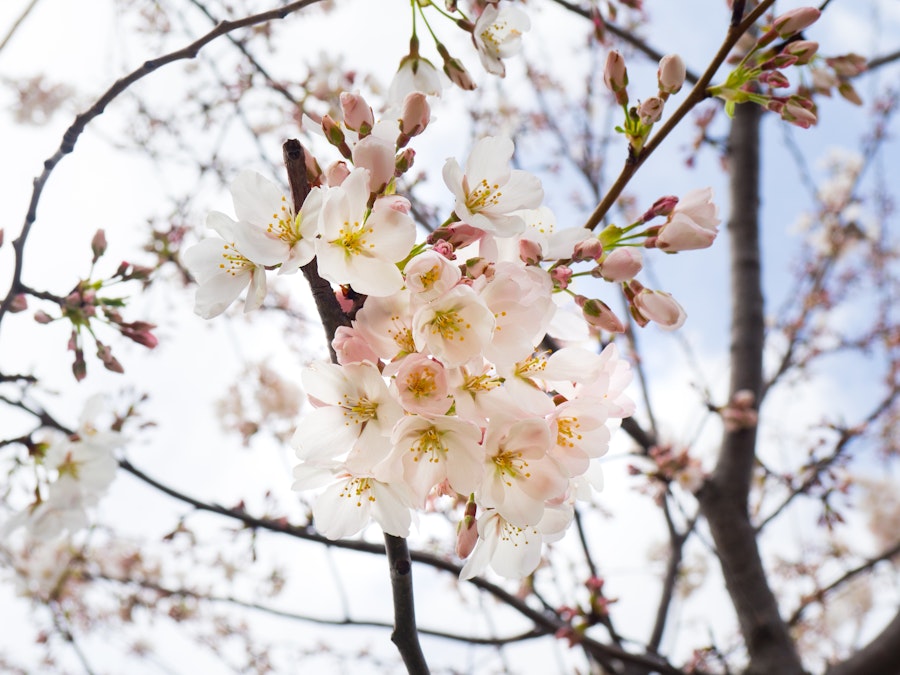 Photo: Spring Flowers