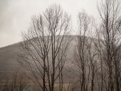 Trees and Mountains