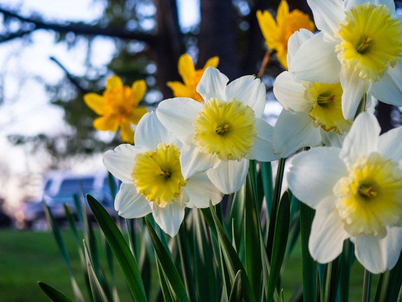 Photo: A group of white and yellow flowers in a park