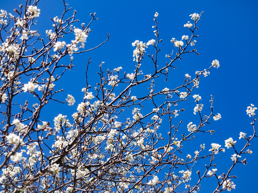 Photo: Cherry Blossoms Under Blue Sky