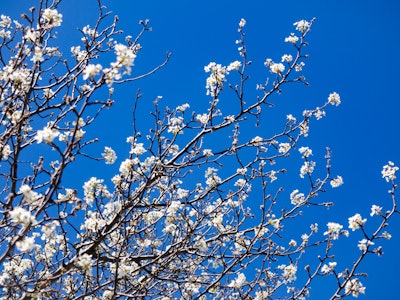 Cherry Blossoms Under Blue Sky
