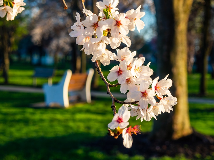 Photo: A tree branch with white cherry blossom flowers in a park with a blurred bench in the background 