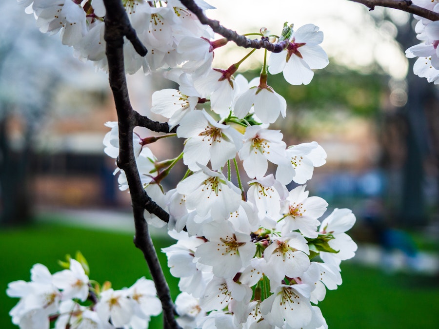 Photo: A close up of a tree branch with white cherry blossom flowers