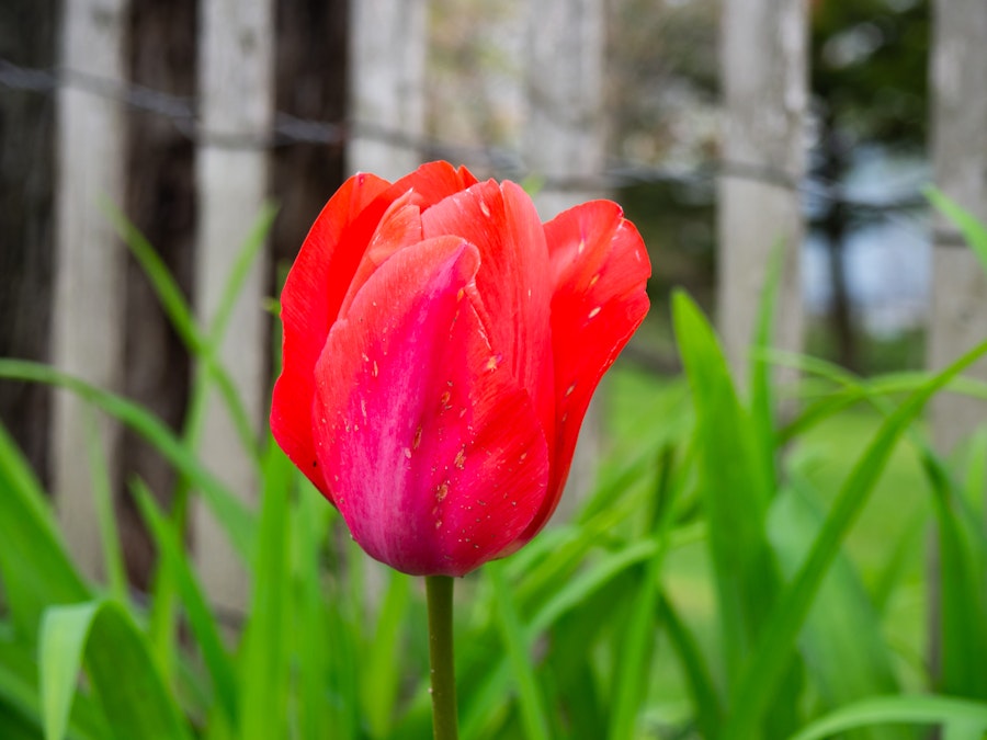 Photo: A red flower in front of a fence