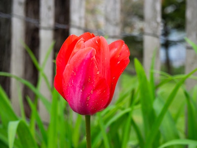 Red Flower in Garden - A red flower in front of a fence