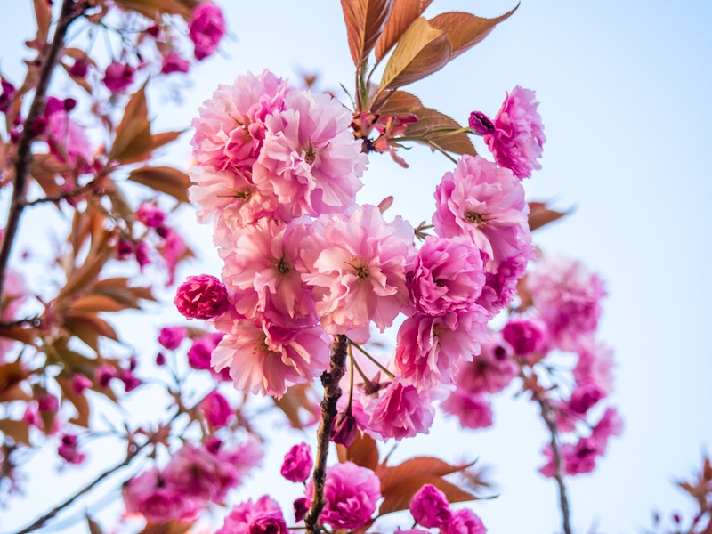 Photo: A close up of pink flowers