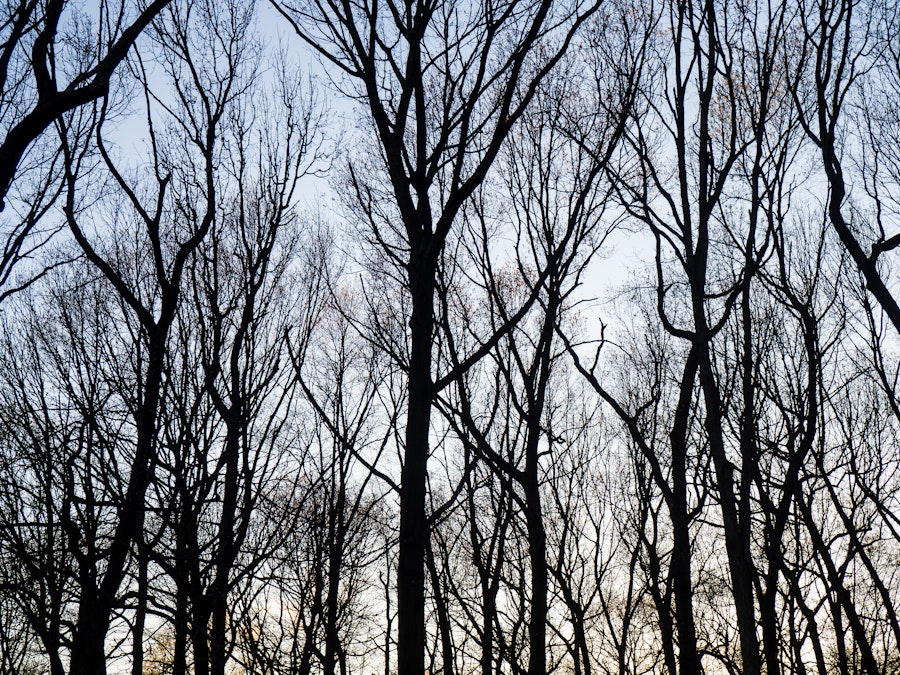 Photo: Looking up at a group of silhouetted trees with no leaves