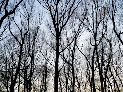 Silhouetted Trees in Sunset - Looking up at a group of silhouetted trees with no leaves