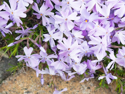 Purple & White Flowers