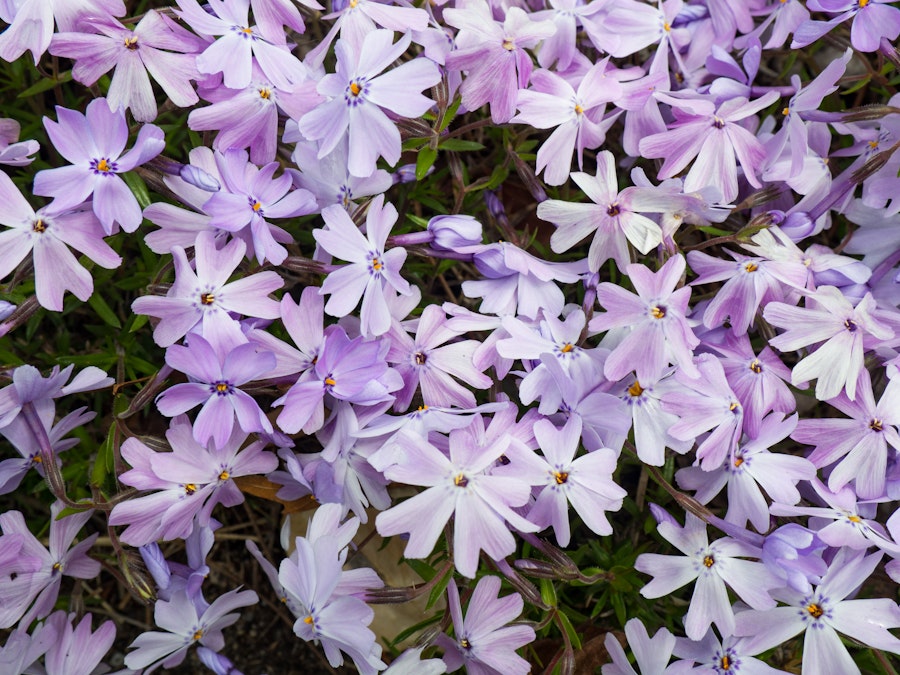 Photo: Purple Flowers