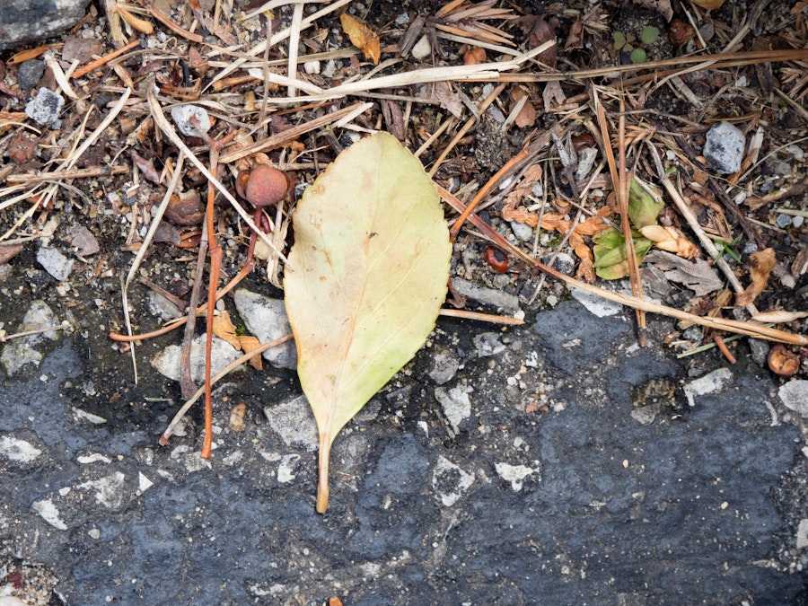 Photo: Leaf on Stone Concrete and Sticks