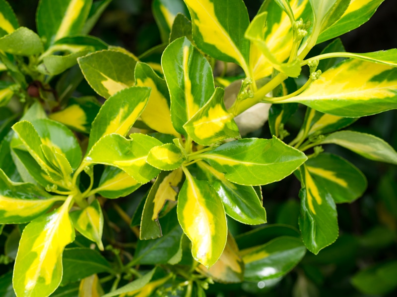 Photo: Leaves in Focus